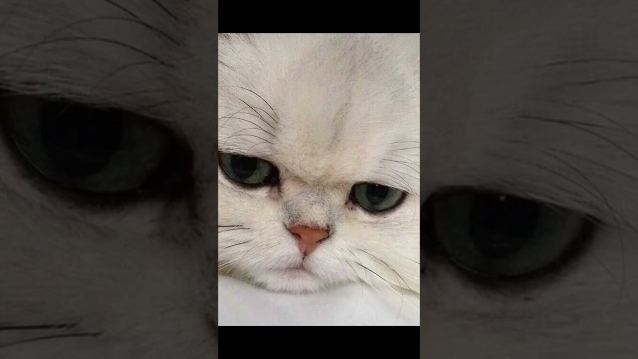  смотреть онлайн