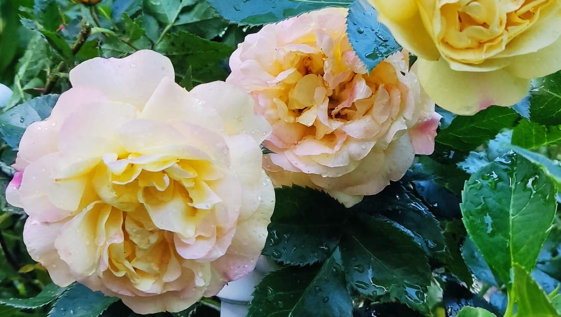 ПРО ЭТУ РОЗУ ПОЮТ ПЕСНИ И СЛАГАЮТ ЛЕГЕНДЫ смотреть онлайн