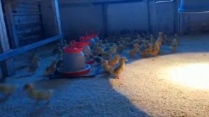 Утка Стар-53 и Бройлер РОСС-308. Особенности содержания. "Мое Подворье"