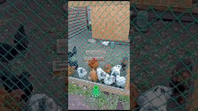 Курочки растут