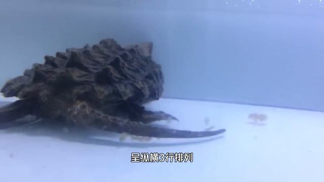 广东男子被鳄龟咬手，一小时不松口！据说咬合力堪比孟加拉虎？ смотреть онлайн