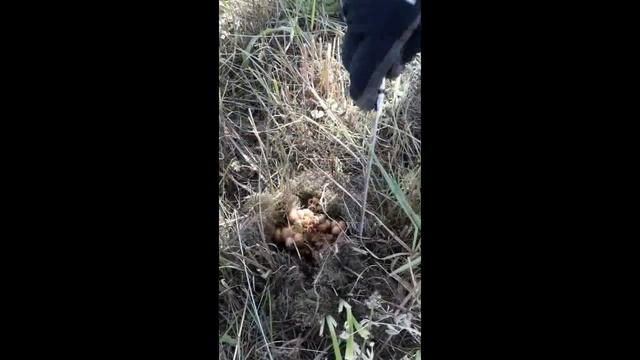 Гнездо шмелей смотреть онлайн