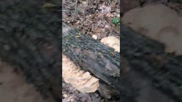 русский лес смотреть онлайн