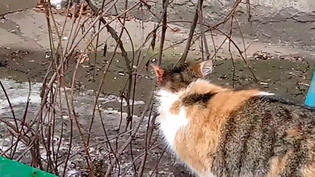 Вышла в город и увидела много бездомных кошек смотреть онлайн