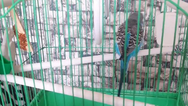Волнистые попугаи слушают музыку ,поют и танцуют . смотреть онлайн