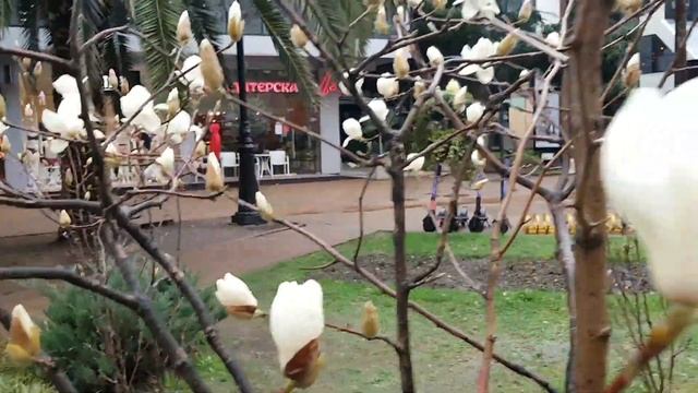 СОЧИ ? МАГНОЛИЯ СУЛАНЖА | Субтропический рай в отдельно взятом городе смотреть онлайн