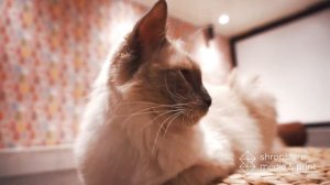 Paws Café - Shropshire's First Cat Café - #ShropLocal