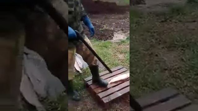 Как легко и качественно почистить рыбу смотреть онлайн