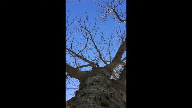 Sweet Chestnut (Castanea sativa) -canopy - April 2018 смотреть онлайн