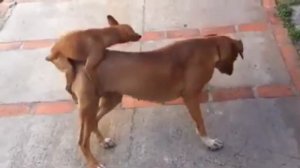 Amazing small dog mating big dog successful !!! Funny dog meeting and love happy