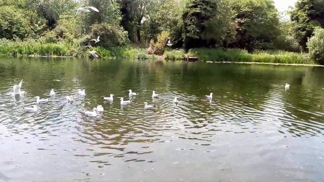 Последние дни перед слетом, птенец Черного дрозда. Wensum парк чайки, Белые лебеди обучают птенцов. смотреть онлайн