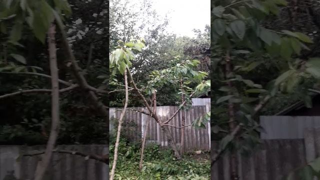 Обрезка черешни