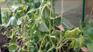 Сколько поливать огурцы в теплице и как часто