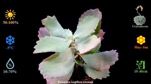 Botanic - Kalanchoe Longiflora Coccinea