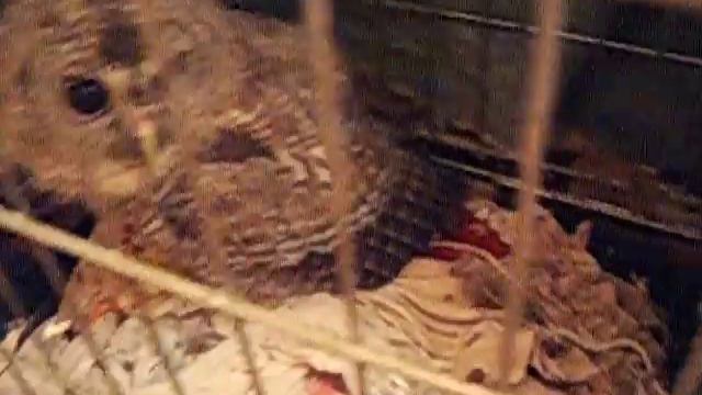 Совы дома смотреть онлайн