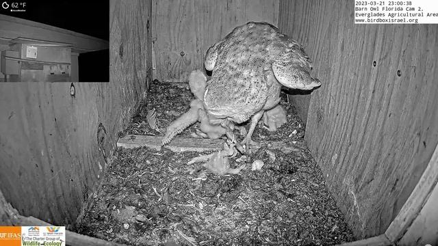 Incredible OWL Rescue: Heroic Barn Owl Mom Saves Baby from Choking on Dinner смотреть онлайн