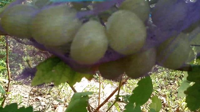 12 августа грозди на сеянцах винограда. Виноградник Щереденкова В. А смотреть онлайн