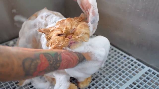 ОСТОРОЖНО! У ВАС МОЖЕТ СЛУЧИТЬСЯ СЕРДЕЧНЫЙ ПРИСТУП - ЭТО СЛИШКОМ МИЛО))) смотреть онлайн