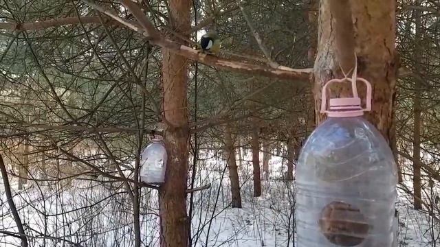 Филевское сало - какое на вкус? смотреть онлайн