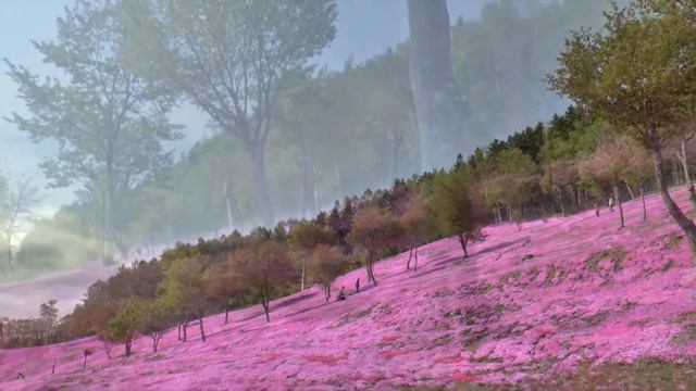 YOKOSO Japan Tour -- Shibazakura moss phlox Bloom at Takinoue Park (滝上芝樱公园) --E19 смотреть онлайн