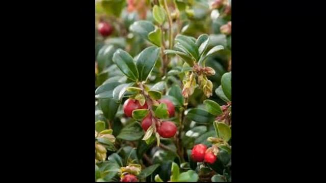 #Боярышник #Брусника #Вакциниум Декоративные кустарники12 Декоративные растения смотреть онлайн