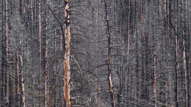 BURNT OUT in Waterton National Park смотреть онлайн