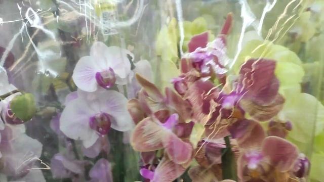 Обзор орхидей в Леруа Мерлен, г. Пушкино#орхидеи#пушкино#леруамерлен#цветы#цветоводство#фаленопсисы
