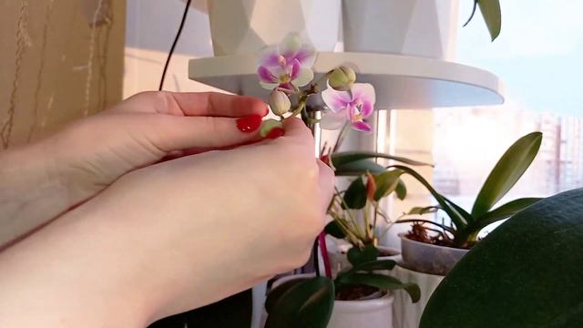 Кухонное окно усыпано цветами ?? смотреть онлайн