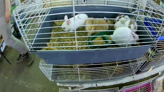 САМАРСКИЙ ПТИЧИЙ РЫНОК. 2018 август смотреть онлайн