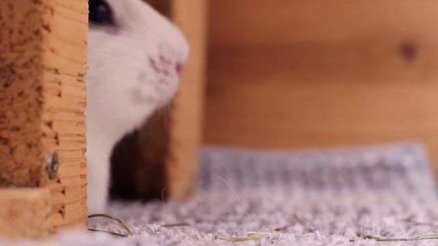 Guinea Pigs Noises & What They Mean смотреть онлайн