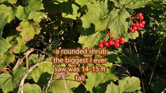 Quick Facts on American Cranberry Bushes смотреть онлайн