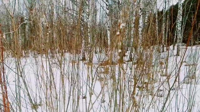 Влог / Поход за Вербой / Вербное воскресенье / с праздником / 2022 смотреть онлайн