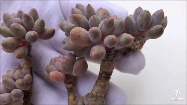 Pachyphytum Machucae (baby finger) (5) смотреть онлайн