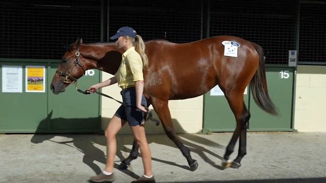 Exceed And Excel x Samovare filly - Magic Millions 2023 January Yearling Sale смотреть онлайн