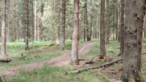 Летние покатухи по лесу. Ярцево 2023. Скаут-3 250.