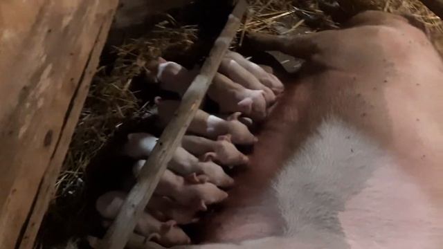 house for piglets, домики для поросят, греет лампа, содержание свиней смотреть онлайн