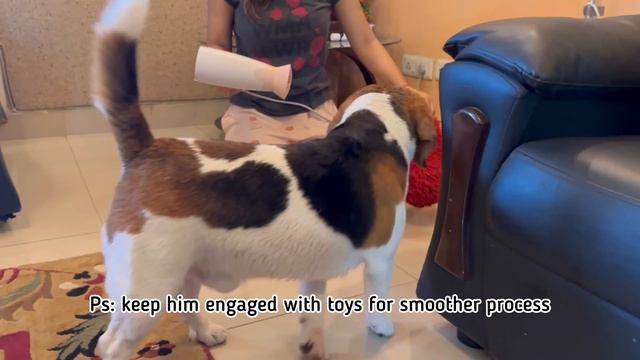 Dog bath time, must watch #dogbathing #dogspa #beagle #dogsofyoutube #doglife смотреть онлайн