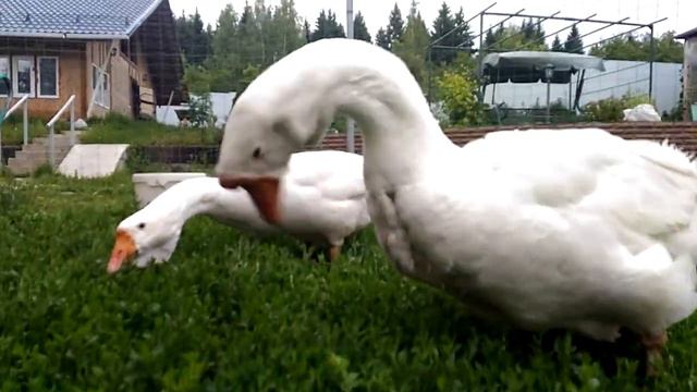 Холмогорские гуси смотреть онлайн