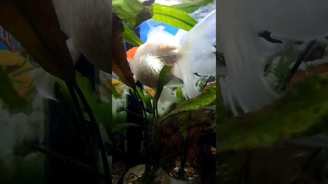 Успокаивающие рыбки оранда красная шапочка смотреть онлайн