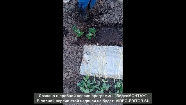 Посадка гороха смотреть онлайн