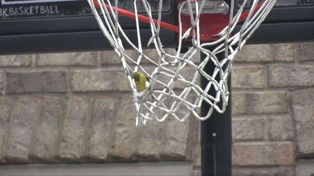 Bird Destroying a Basketball Net смотреть онлайн