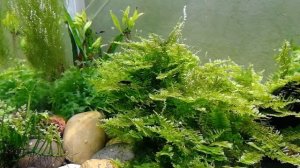 Мох кристмас (рождественский)