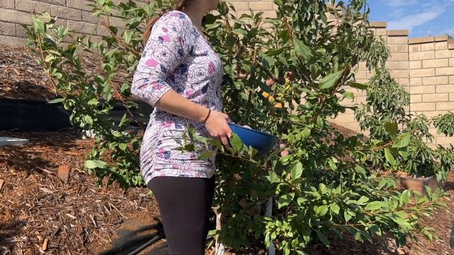 My 2022 Pluot Harvest | What is a Pluot? | Small Backyard Orchard смотреть онлайн