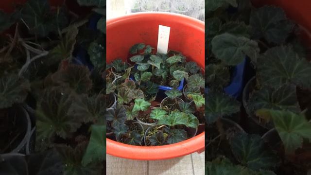 Укореняем бегонии в мхе с углем смотреть онлайн