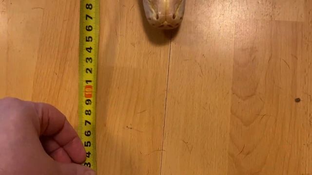 Измеряем длину и вес тигровому питону альбиносу Али! ???? смотреть онлайн