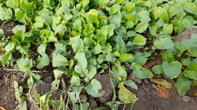 Суджа. 15.Х.2023г. Поздний редис! смотреть онлайн