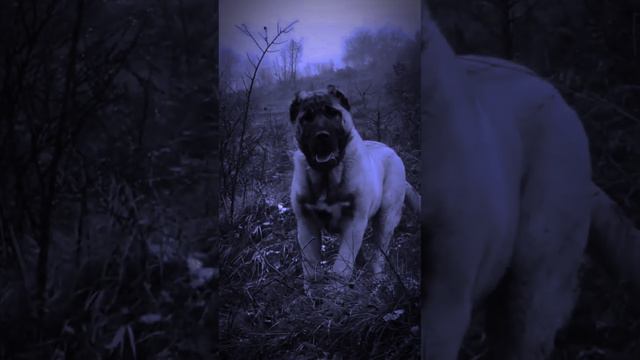 Карачаевцы 1825 год северная пчела смотреть онлайн