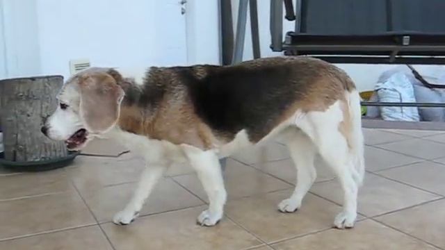 beagle epilepsy - Lafora disease 22.04.2011 смотреть онлайн