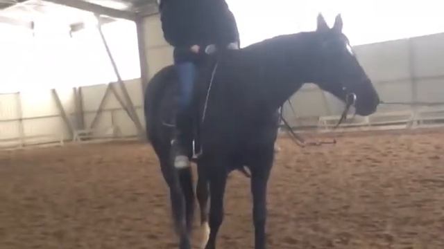 Конная тренировка смотреть онлайн