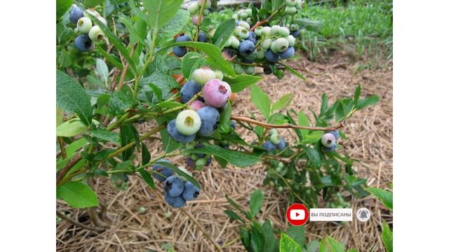Сорт голубики садовой «Пионер» смотреть онлайн